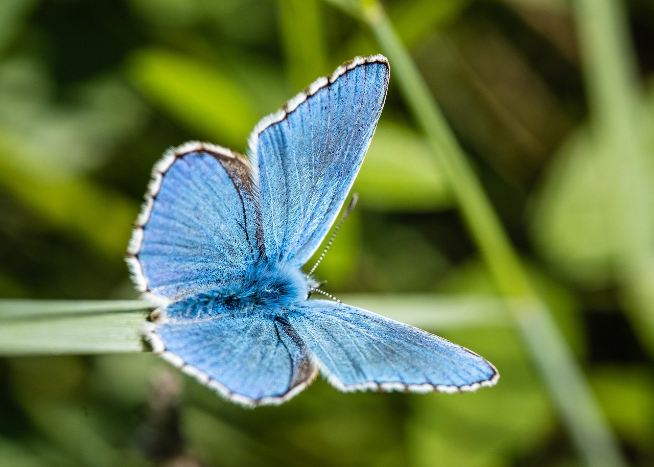 Bright blue butterfly with wings open on a grass blade