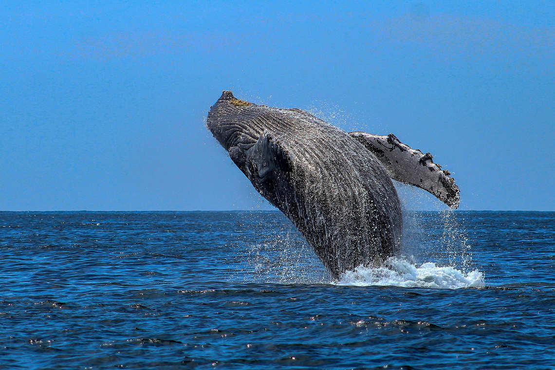 Whale season in the bay