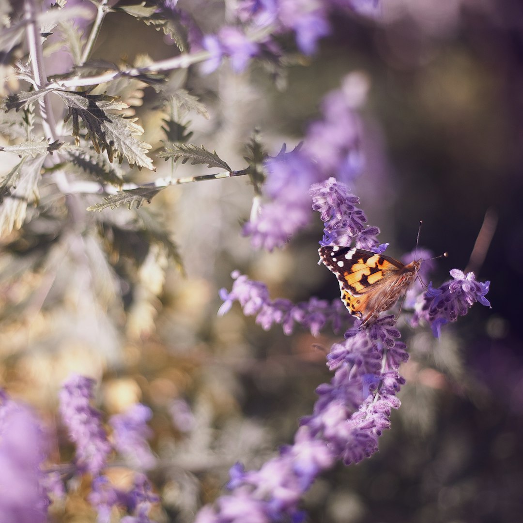 Painted lady butterfly resting on lavender in golden light